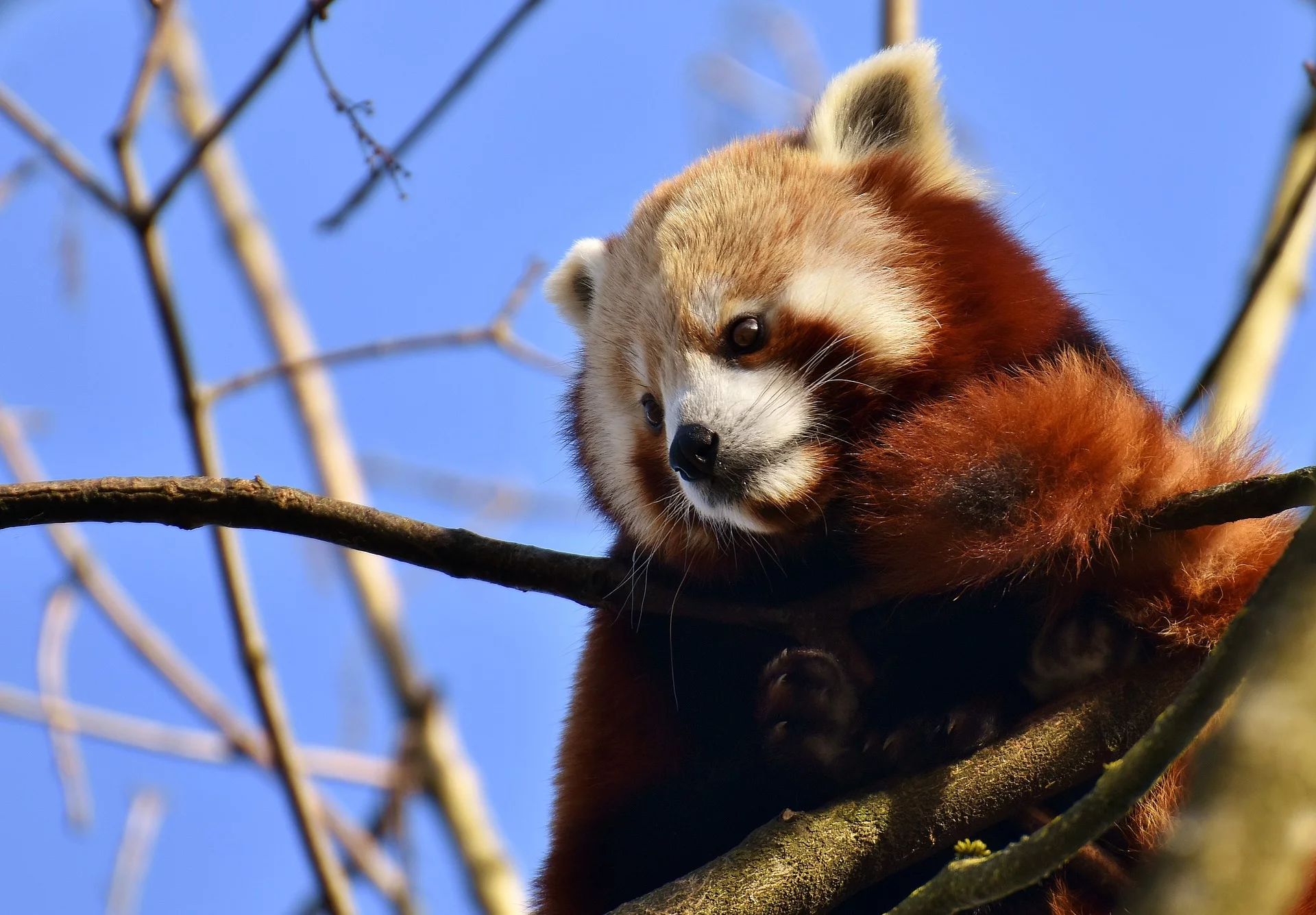 O panda-vermelho, ou raposa de fogo, é nativo das montanhas do Himalaia e do sul da China. Ele possui um focinho curto, orelhas retas e cabeça redonda. Sua fisionomia é bem diferente do primo mais famoso.