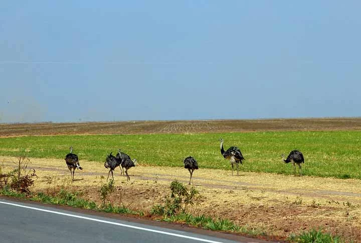 Estes números, portanto, refletem o  grande aumento das áreas usadas no Brasil para a atividade de agropecuária.