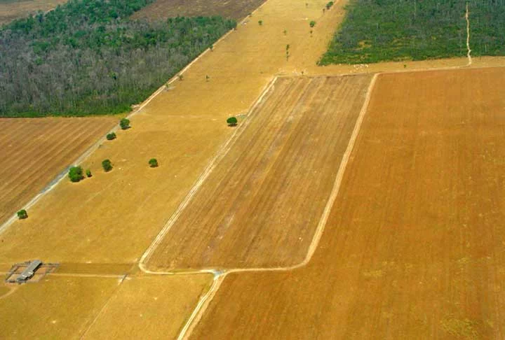 As áreas desmatadas para pastagens cresceram 17 milhões de hectares nos últimos 38 anos, sendo 10% disso somente na última década.