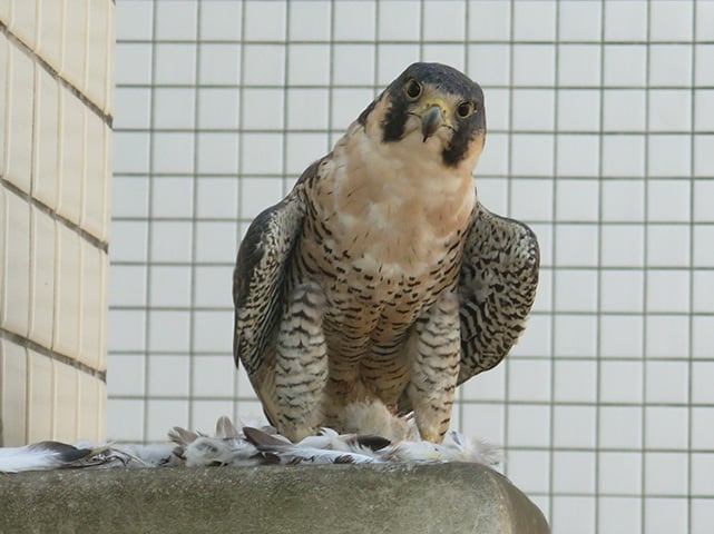 O falcão, que pode medir até 58 cm e pesar até 1,5 kg, se alimenta de outras aves de pequeno porte, como pombo. No Brasil é visto durante a primavera no topo de prédios de grandes cidades.