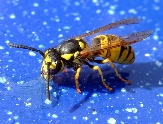 A sensação causada pela picada dessas vespas é descrita por Schmidt como apagar um charuto na língua. O nível de dor é o 2 de 4.