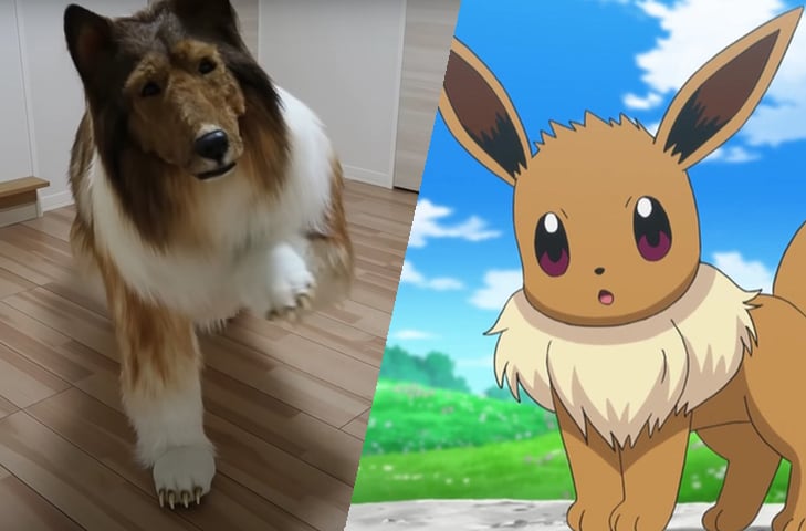 Nas redes sociais, o homem usa a identificação @toco_eevee, além de algumas fotos dele. O nome é uma homenagem ao Pokémon de mesmo nome. Este, por sua vez, lembra um cachorro da raça collie. Compare!