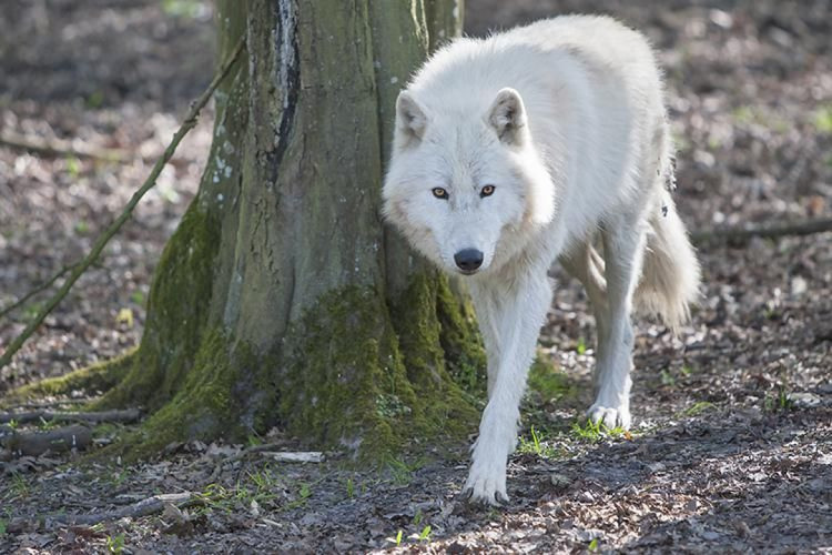 Mulher foi atacada por 