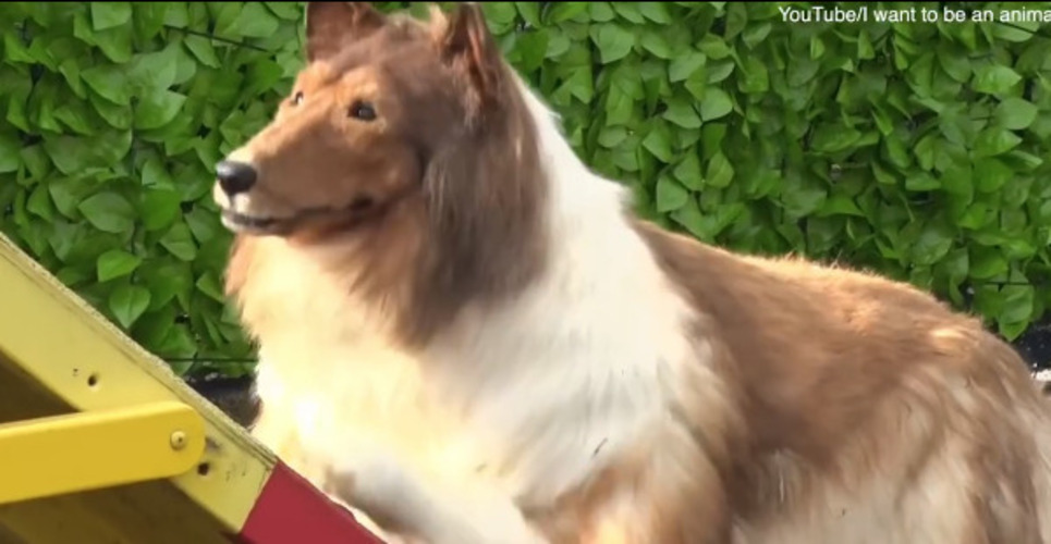 A fantasia demorou cerca de 40 dias para ficar pronta. E tem detalhes que realmente convencem as pessoas de que se trata de um animal. 