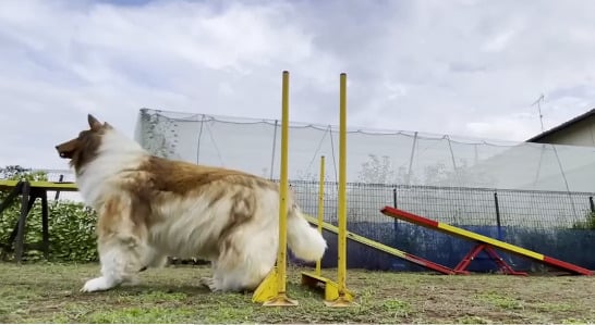 Ele disse que, embora ame cachorros, já cogita virar outro animal, mas, claro, teria que ser compatível com o tamanho de uma pessoa.  Eu poderia me tornar um panda ou um urso. Virar uma raposa ou um gato também seria bom, mas eles são pequenos demais para os humanos tentarem”, declarou o japonês.