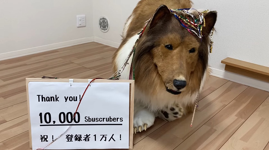  No início, a resposta veio principalmente do Japão, mas depois que apareci ao vivo na TV, comecei a ser captada também pela mídia internacional. Na época, eu recebia tantas perguntas da mídia todos os dias que não dava conta de tudo, contou.