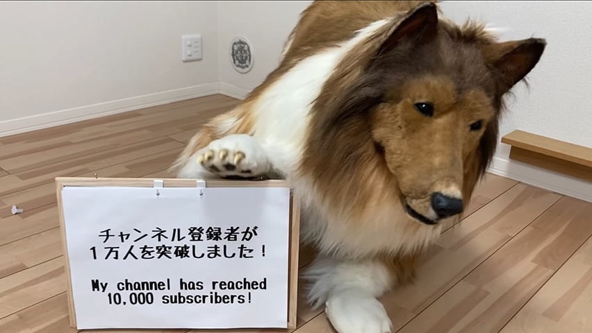 Em abril de 2023, Toko usou o Youtube para agradecer pelo fato de ter chegado aos 10 mil inscritos (mas o número já mais que dobrou) na rede social de vídeos. Ele vibrou ainda com o fato de o primeiro vídeo,  na  ocasião, ter passado das 2,4 milhões de visualizações. 