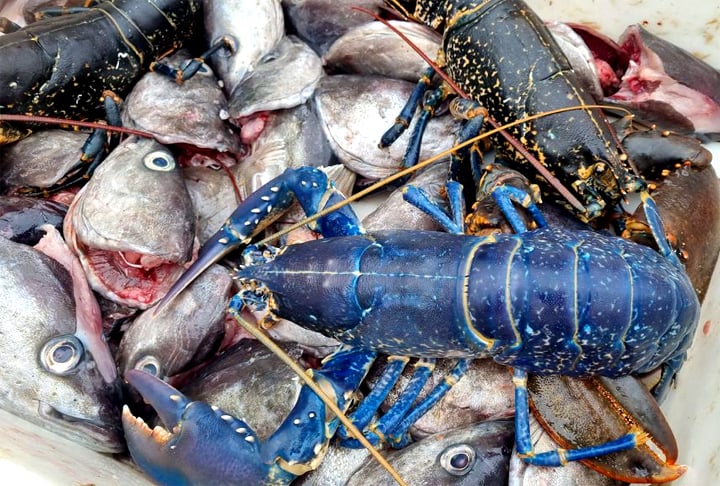 Apesar de ser rara, esta não foi a primeira vez que um pescador capturou uma lagosta azul. Em 2021, na Escócia, o pescador Ricky Greenhowe pescou uma em Aberdeen. Na ocasião, ele falou que tentaria vender o animal para um aquário. Caso contrário, devolveria ao mar. 