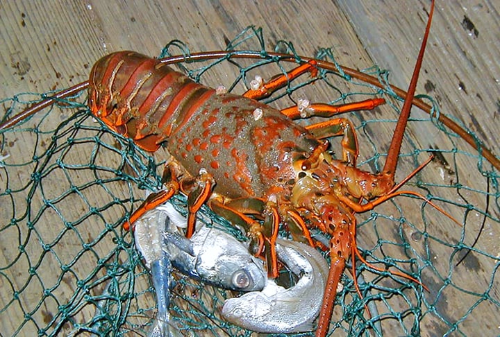 O Brasil tem cinco espécies de lagostas, mas o mundo tem mais. As lagostas são consideradas um animal de alimentação de luxo por conta de seu gosto, mas também por ser difícil de pescar. 