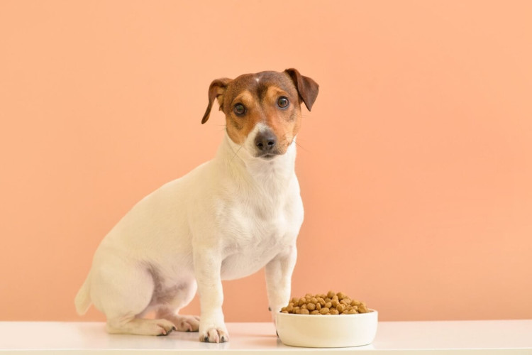 Manter as formigas longe do pote de ração garante a saúde dos pets e a qualidade dos alimentos (Imagem: Pixel-Shot | Shutterstock)