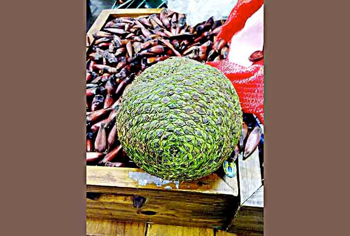 Com a chegada das festas juninas, um alimento ganha destaque e traz benefícios à saúde. Trata-se do pinhão, que é uma semente presente nas feiras e mesas do Brasil. Símbolo tradicional dessas festividades do meio do ano, ele pode ser cozido e temperado com sal, porém há outros jeitos de se deliciar com esse alimento.
