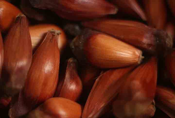 Por meio dessa versatilidade na culinária brasileira, o pinhão vem da espécie de araucária pinheiro-do-paraná e é a semente da pinha, estrutura reprodutiva da árvore.