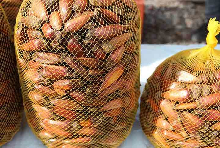 Tradicionalmente consumido por indígenas e presente em festas típicas, destaca-se pelo sabor e textura peculiar, formado pela casca e amêndoa. É, portanto, um alimento nativo da região Sul e de algumas áreas do Sudeste do Brasil.