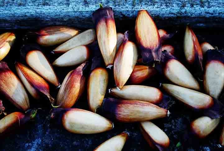 Com isso, ele é a designação genérica da semente de várias espécies de pinaceaes, plantas gimnospérmicas, isto é, cuja semente não se encerra num fruto. 