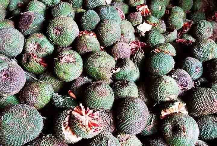 Largamente consumido na Região Sul do Brasil, o pinhão brasileiro é a semente da araucária (Araucaria angustifolia). Uma espécie arbórea dominante da floresta ombrófila mista, que ocorre majoritariamente no Rio Grande do Sul, Santa Catarina e principalmente no estado do Paraná,