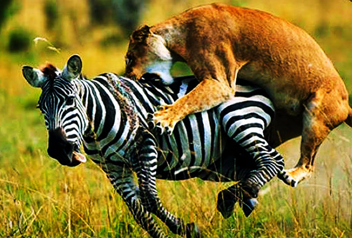 As leoas pesam em média 180 kg e os pelos não tão grossos quanto os do macho. A espécie é encontrada com facilidade em parte da Ásia e África. 