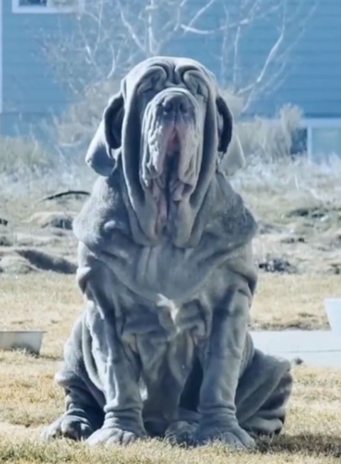 Gordo, variação de Gordinho aparece na sequência e muito parelho, com 13%.