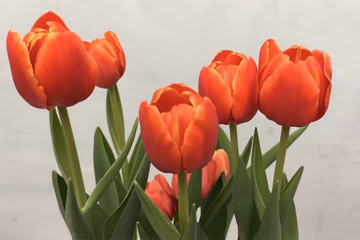 É importante remover as flores murchas para estimular o crescimento das flores. Após essa etapa, as folhas devem ser deixadas secar naturalmente para que o bulbo acumule energia para a próxima floração.