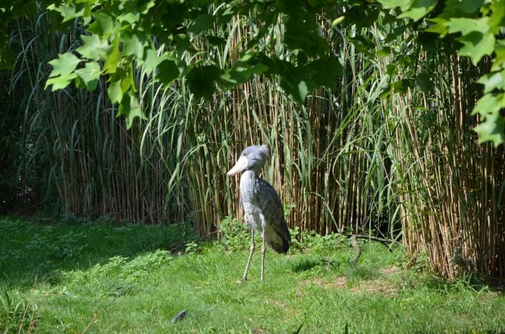 Ao contrário de outras aves que vivem em bandos, a Cegonha-bico-de-sapato mantém um estilo de vida solitário. 