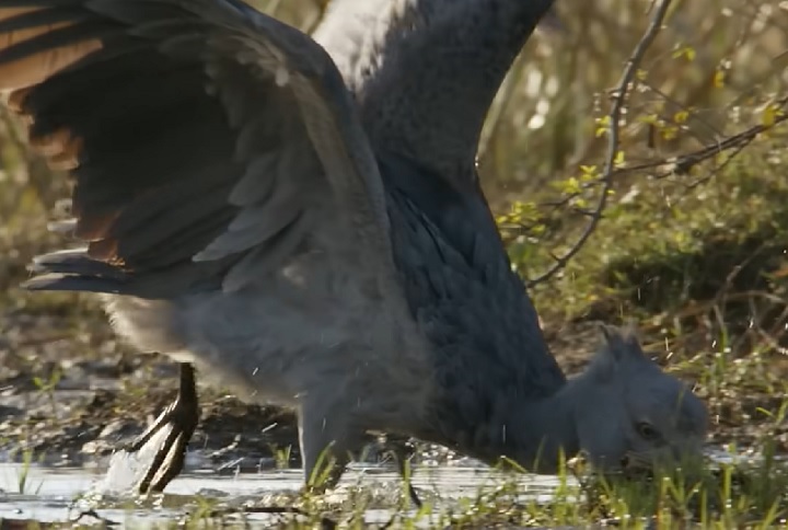 Essas aves são comuns em áreas pantanosas e se alimentam principalmente de peixes, como o peixe-gato.