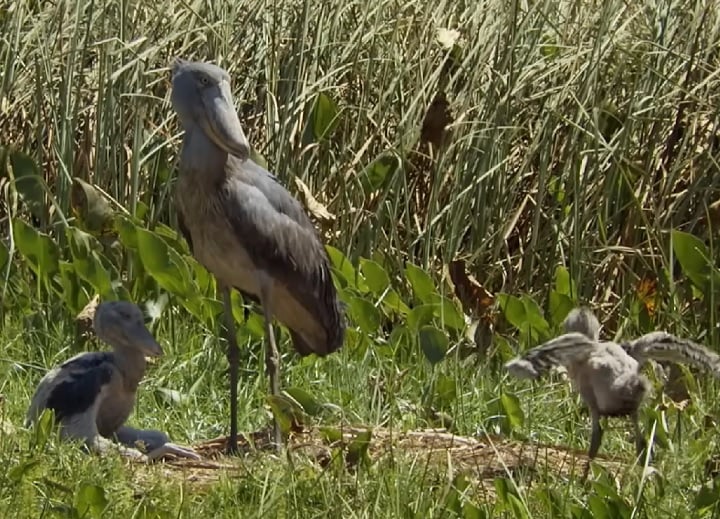 Cada ninhada pode ter até três ovos, mas é comum que apenas um filhote sobreviva até a fase adulta, devido à competição intensa entre irmãos.