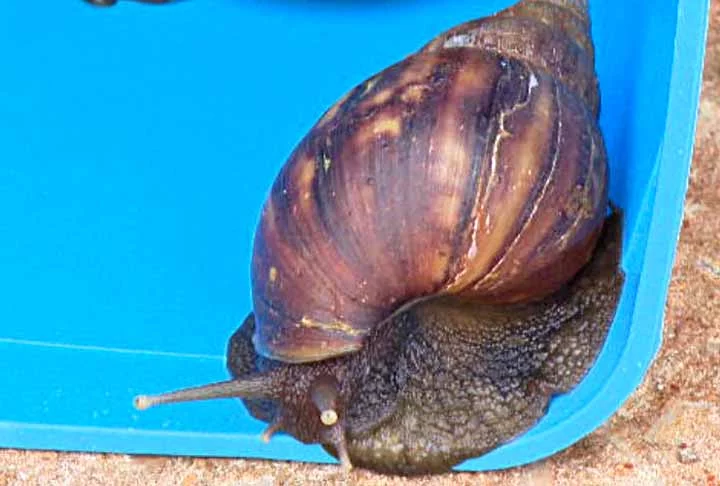Em seguida, é necessário quebrar as conchas para evitar a eclosão dos ovos, fazer um buraco no solo e cobri-lo com cal. Se forem achados só ovos, o procedimento deve ser o mesmo.