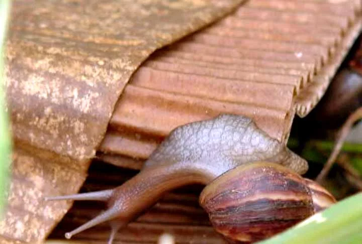 No Brasil, onde o caramujo gigante não é uma espécie nativa, os estudos ecológicos sobre esse molusco ainda estão em estágios iniciais, e nossas perspectivas são baseadas em experiências de outros países, como os Estados Unidos e a Índia.