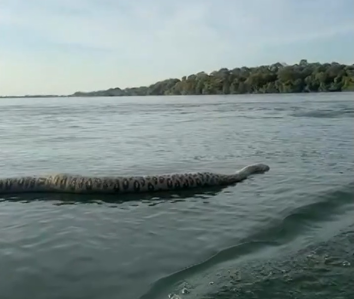 Ao g1, o homem relatou que, dias antes, havia encontrado outra pele de uma cobra bem grande flutuando pelo mesmo lago.