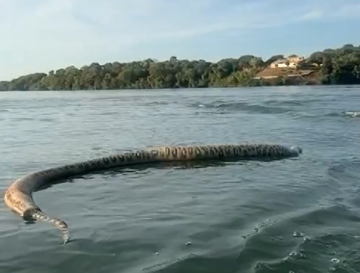 Segundo informações do site g1, a cobra vista nas imagens é uma sucuri-verde, uma espécie que pode alcançar até sete metros de comprimento.





