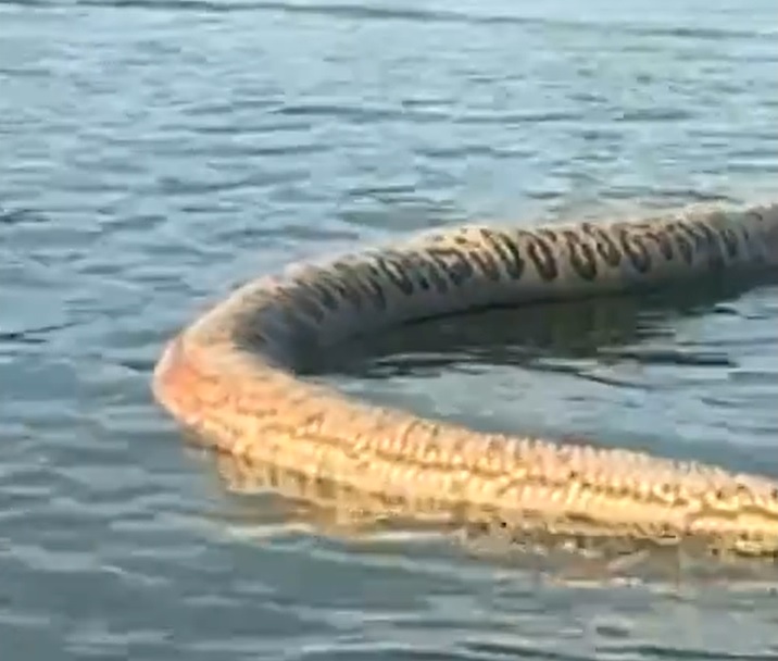 Embora o animal estivesse morto, o comerciante faz um alerta em tom de brincadeira enquanto filma a carcaça do bicho:  Para quem gosta de banhar no lago.