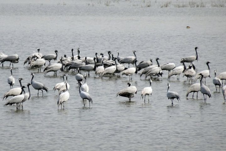 Conhecido como o lar do grou-japonês, o local é considerado o maior habitat e berçário da espécie no mundo!





