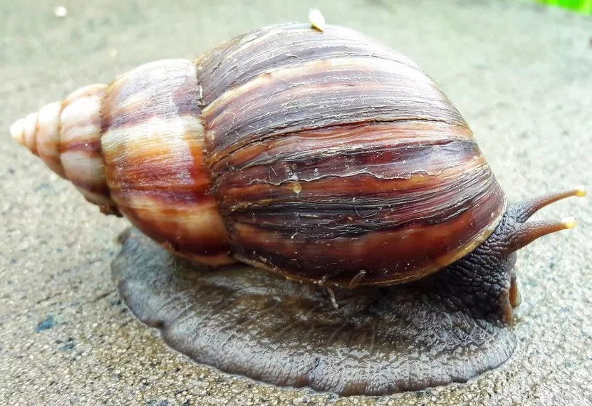 Os caramujos africanos são hospedeiros de vários parasitas, incluindo o verme causador da meningoencefalite eosinofílica, doença que pode ser fatal.