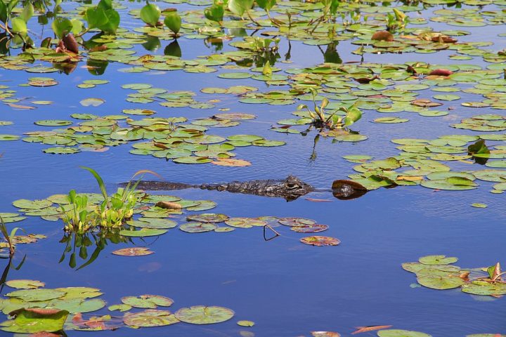 Outra dica é não provocar ou mesmo alimentar os animais, pois isso pode colocar em risco a sua segurança e a deles.