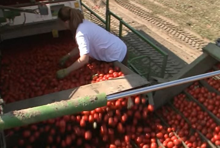 No anúncio que a empresa fez por meio da imprensa, eles explicam que precisam de 1.350 funcionários sazonais para trabalharem da segunda quinzena de julho até o final de setembro de 2024. 