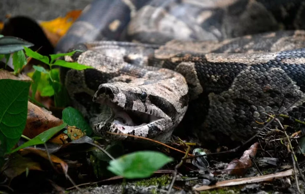 Uma jiboia de dois metros de comprimento assustou funcionários de uma fazenda no bairro Barão de Guandu, no Tinguá, na Baixada Fluminense. A cobra estava perto de um lago artificial e certamente saiu da Reserva Biológica do Tinguá, que fica nas proximidades. 