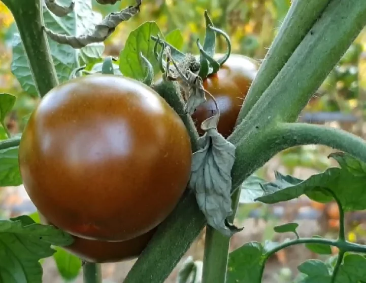 Pomodoro Nero di Val Gardena: Também conhecido como tomate preto da Val Gardena, é uma variedade rara e única. Sua cor escura quase roxa e sabor intenso com notas defumadas o tornam um ingrediente especial para pratos gourmet.