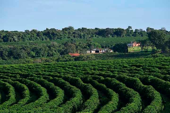 O maior estado produtor de café do Brasil é Minas Gerais, que é responsável por mais de 50% da produção nacional: foram 27,8 milhões de sacas na safra 2023. O país é uma verdadeira potência da produção do produto, com pouco mais de 62 milhões de sacos de 60 quilos produzidos na safra 2022/2023.