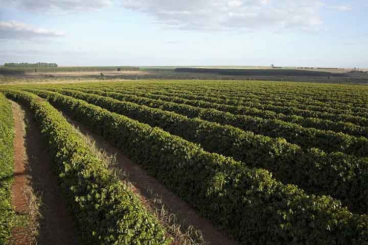 O documento estima que 40% dos 73 milhões de hectares usados para a criação de gado estão degradados. Por isso, há potencial para ampliação do setor.