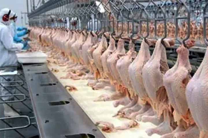 As exportações de carne de frango do Brasil, maior exportador mundial, encerraram 2023 com recordes de 5,138 milhões de toneladas, alta de 6,6% em relação a 2022. Isso sinaliza tendência positiva para 2024, afirmou a ABPA (Associação Brasileira de Proteína Animal).