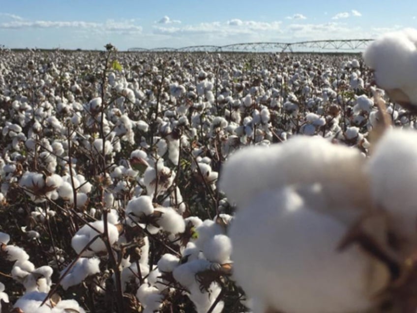 A área de colheita de 1,94 milhão de hectares representa um aumento de 280.000 hectares (17%) em comparação com 2023. Quase 1.900 kg  de algodão por hectare.