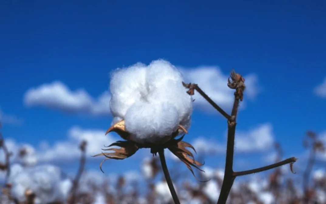 Nesta safra, o Brasil deve colher 3,7 milhões de toneladas de algodão beneficiado (pluma). E as exportações vão alcançar 2,6 milhões de toneladas. 