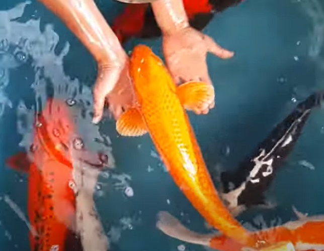 Nome da espécie: Carpa Nishikigoi - Uma carpa dessa espécie chamada Hanako viveu 226 anos!