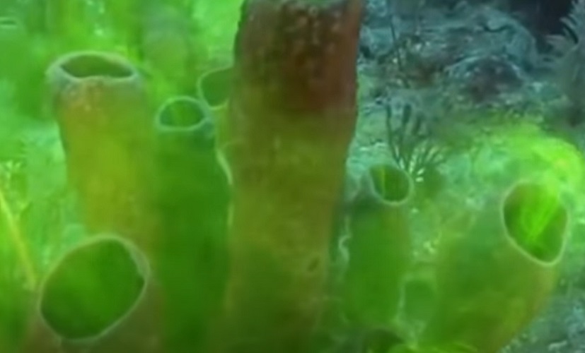 Elas conseguem profundidade de até 5.000 metros e conseguem superar a marca de 10.000 de vida. Impressionante, não é?