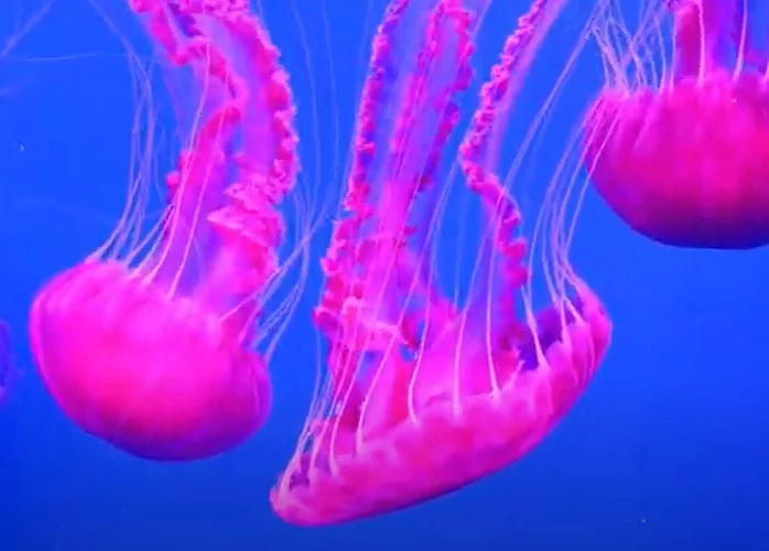 Nome da espécie: Água-viva imortal. No primeiro lugar do ranking tempos a água-viva imortal. 