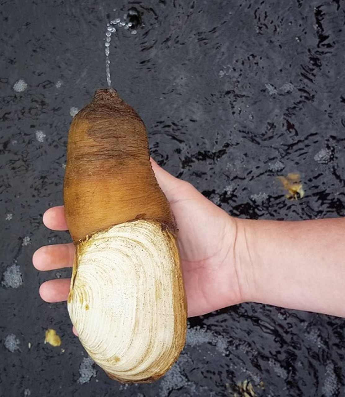 Nome da espécie: Amêijoa-gigante - Espécie de molusco bivalve marinho da costa da América do Norte