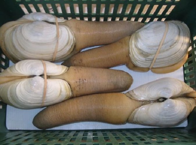 A Amêijoa-Gigante consegue também impressionar as pessoas pela sua longevidade, já que vive por volta de 150 anos. 