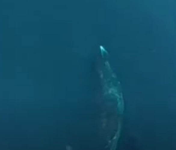 Essa baleia pesa entre 75 e 100 toneladas. Além disso, podem chegar a 18 metros de comprimento, no caso das fêmeas.