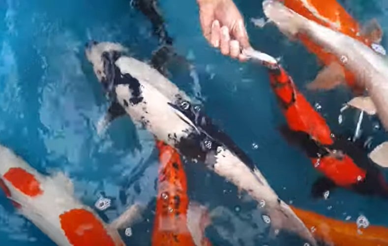 A expectativa da Carpa é de aproximadamente 60 anos, porém há relatos de alguns seres dessa espécie que ultrapassaram, portanto, os 200 anos de idade! 