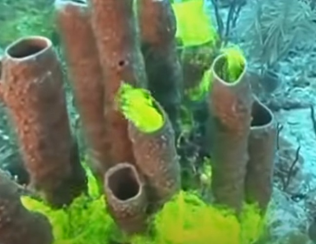 Nome da espécie: Esponja-do-mar - Encontradas em praticamente todos os oceanos do mundo.