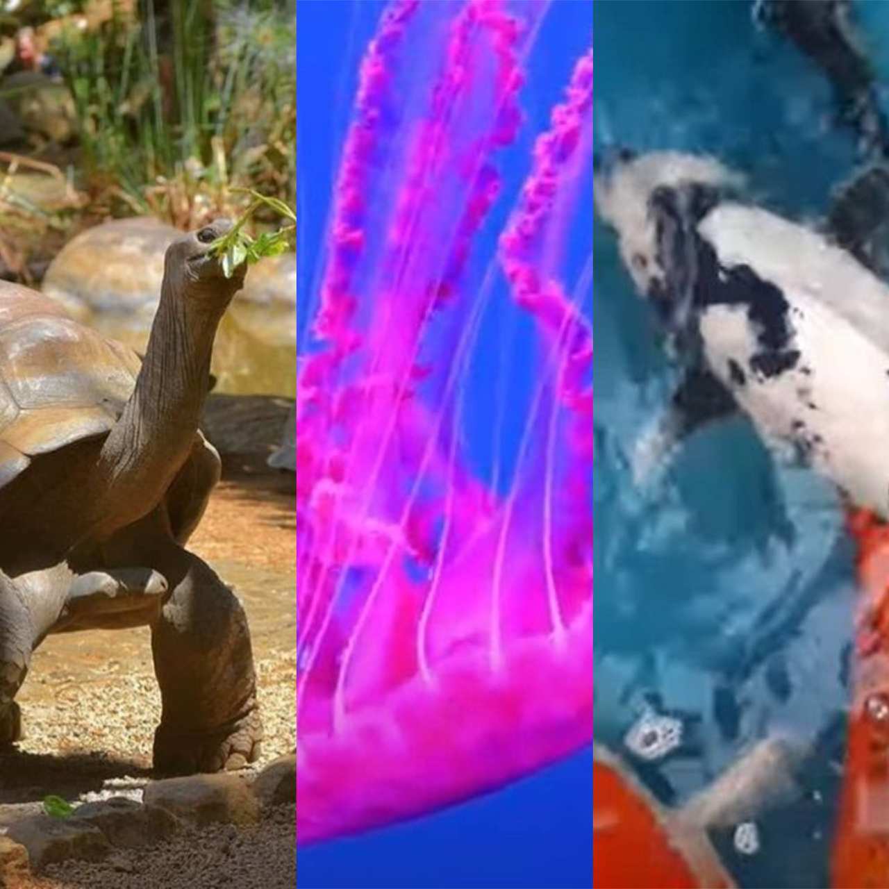 Assim como o tubarão-da-groenlândia, existem outras espécies de animais no mundo que se destacam pela longevidade. Veja outras nove espécies que chamam a atenção por viverem mais do que um ser humano!